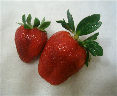betvictro伟德体育两个红草莓
