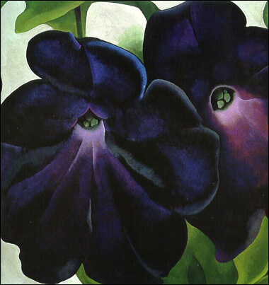 betvictro伟德体育黑色和紫色喇叭花,格鲁吉亚奥基夫